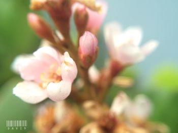 Close-up of pink flowers