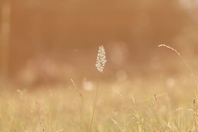 Close-up of flowering plants on field