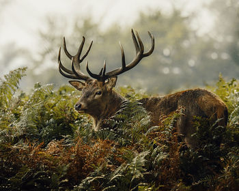 Close-up of deer on field