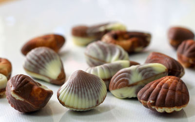 Close-up of shells on table