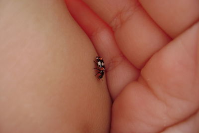 Close-up of insect on hand