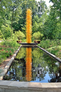 Reflection of trees in water