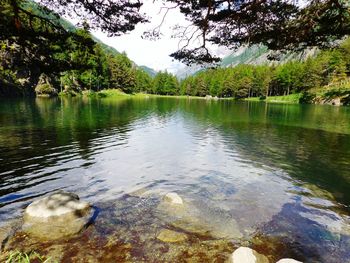 Reflection of trees in water