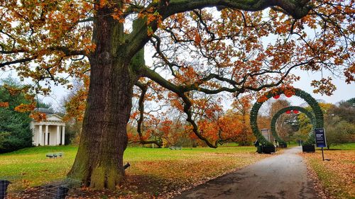 Trees and plants in park during autumn