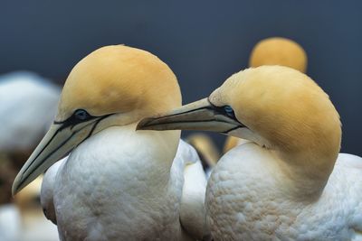 Close-up of birds