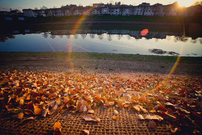 Autumn leaves on field against sky during sunset