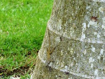 Close-up of tree trunk