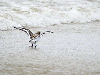 Bird flying over beach