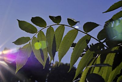 Close-up of leaves against sky