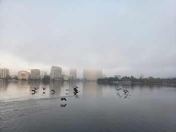 Birds flying over lake in city