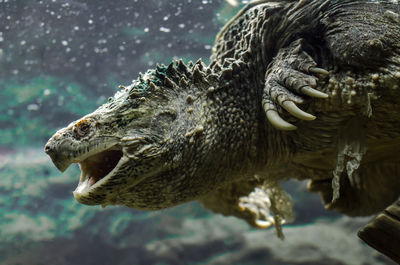 Close-up of crocodile in sea