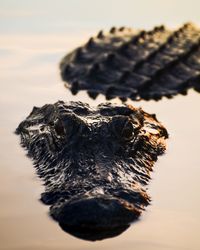 Close-up of crocodile in sea