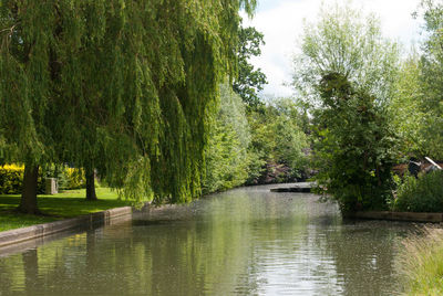 Scenic view of river amidst trees against sky