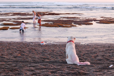 View of dog on beach