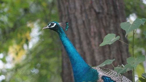 Side view of peacock against tree