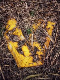 High angle view of yellow lizard on grass