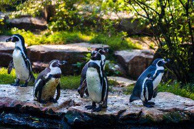 View of birds on rocks