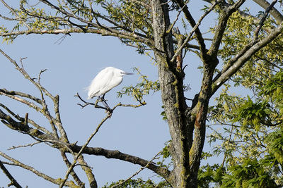 Low angle view of eagle perching on tree against sky