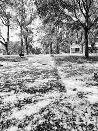 Surface level of trees on field in park