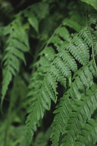 High angle view of fern leaves