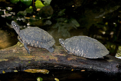 Close-up of turtle on rock by lake