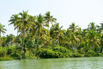 Palm trees by plants against sky