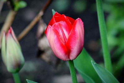 Close-up of red tulip blooming outdoors