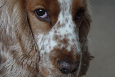 Dog portrait. close up of brown and white spaniel.