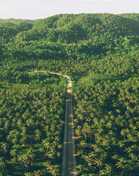 High angle view of trees and plants in forest