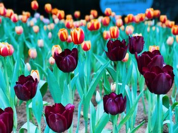 Close-up of tulips blooming outdoors