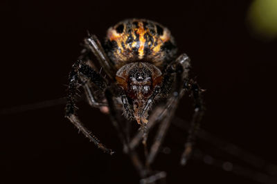 Close-up of spider