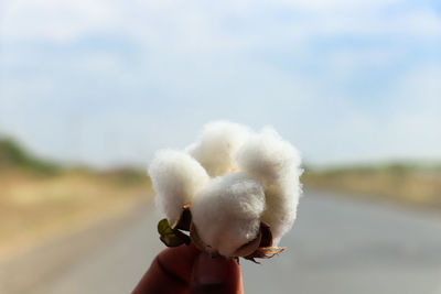 Cropped image of hand holding cotton plant