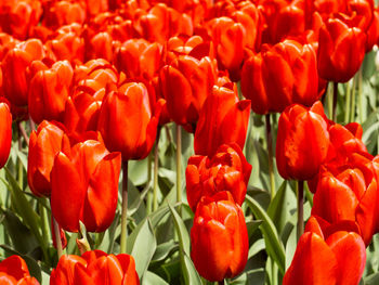 Close-up of tulips blooming outdoors