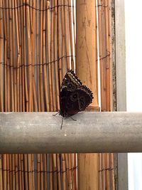 Close-up of bird perching