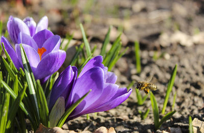 Close-up of insect on purple flower