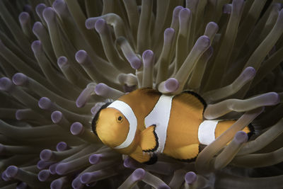 Close-up of fish swimming in sea