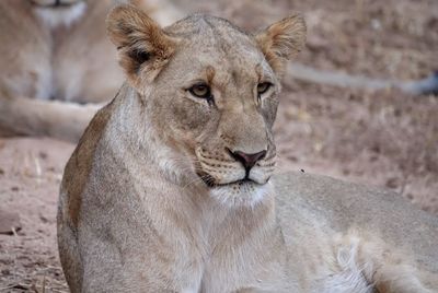 Close-up portrait of lion relaxing outdoors