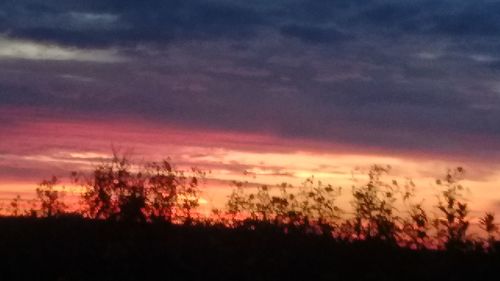 Silhouette of trees at sunset