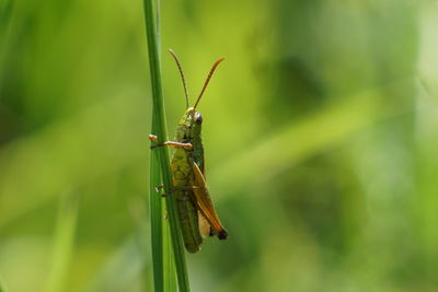 Close-up of grasshopper on grass