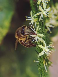 Close-up of insect on plant