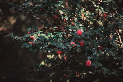 Close-up of berries growing on tree