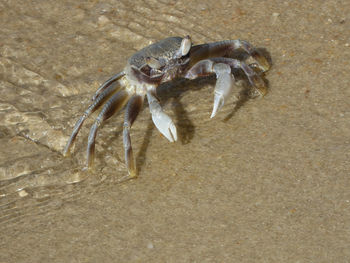 animal