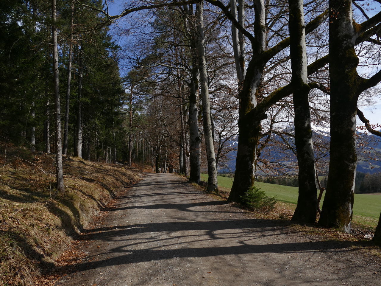 FOOTPATH AMIDST TREES