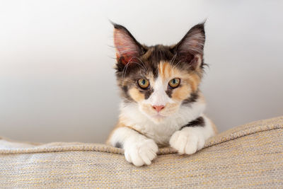 Close-up portrait of cat relaxing at home