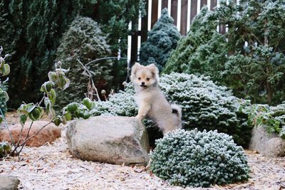 Portrait of dog sitting by plants