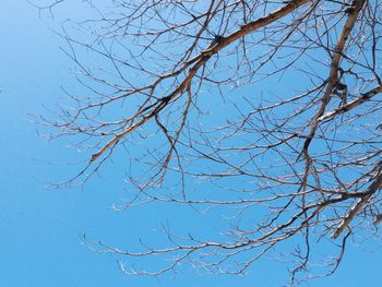 Low angle view of bare tree against blue sky