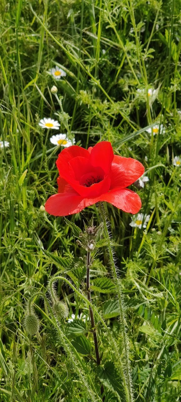 CLOSE-UP OF RED POPPY IN FIELD