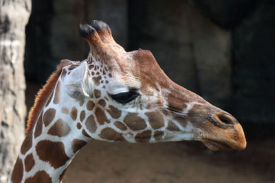 Close-up of giraffe