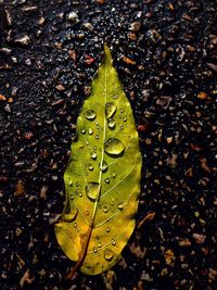 High angle view of water drops on leaf