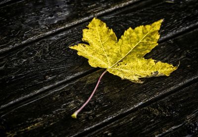 Close-up of leaves on wood